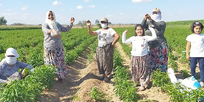 TRAKYA?DA ACI BİBER HASADI BÖYLE OLUR
