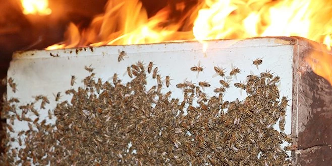 YANGINDA SANİYELER İÇERİSİNDE BİNLERCE ARI TELEF OLDU