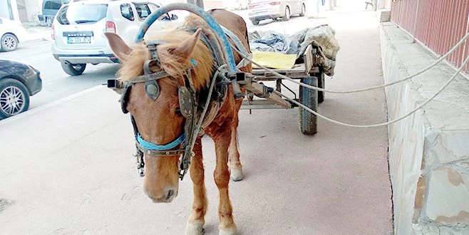 BAŞIBOŞ AT TRAFİKTE TEHLİKE SAÇTI
