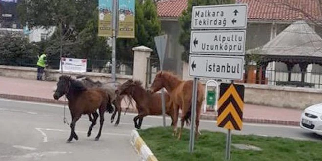 KORONAYI FIRSAT BİLEN ATLAR SOKAĞA İNDİ