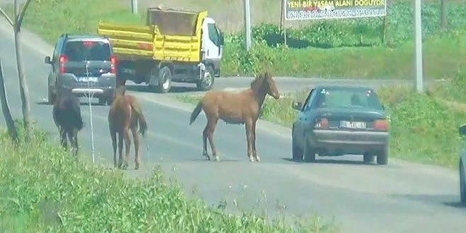 SÜRÜCÜLERİN ATLARLA İMTİHANI