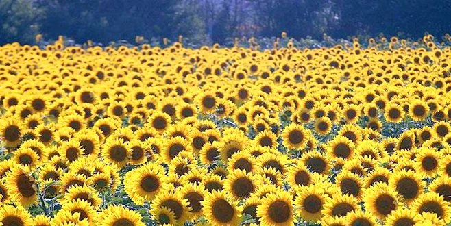 MİLLETVEKİLİ AYGUN`DEN SARIGELİN TEPKİSİ