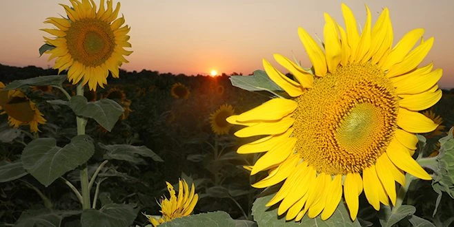 KURAKLIK AYÇİÇEĞİNİ VURDU
