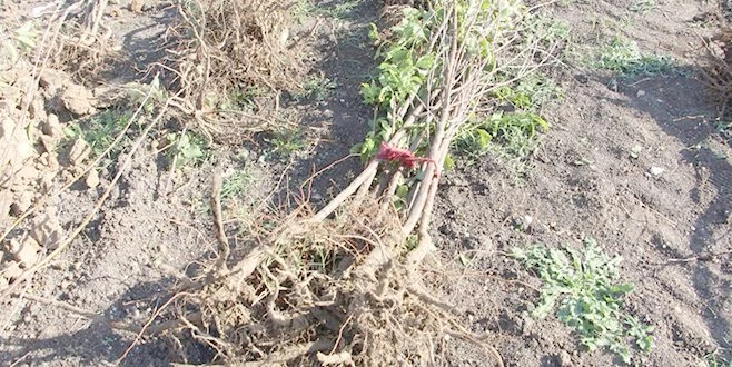 YARININ DOĞASI BUGÜNDEN YARATILIR