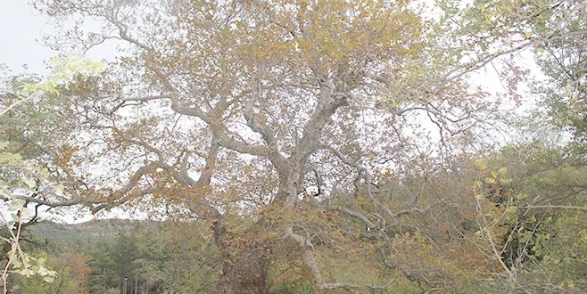 32 ANIT AĞAÇ TESCİL EDİLDİ