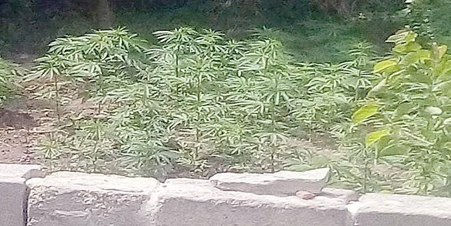 SARAY`DA 255 HİNT KENEVİRİ ELE GEÇİRİLDİ