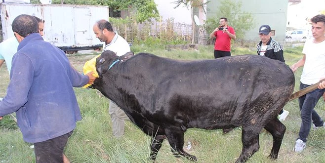 BOĞA ÇERKEZKÖY`Ü DÖRT DÖNDÜ!