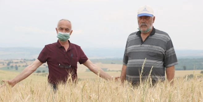 EDİRNE?DE ÇİFTÇİLER BUĞDAY HARMANI SEZONUNDAN UMUTLU