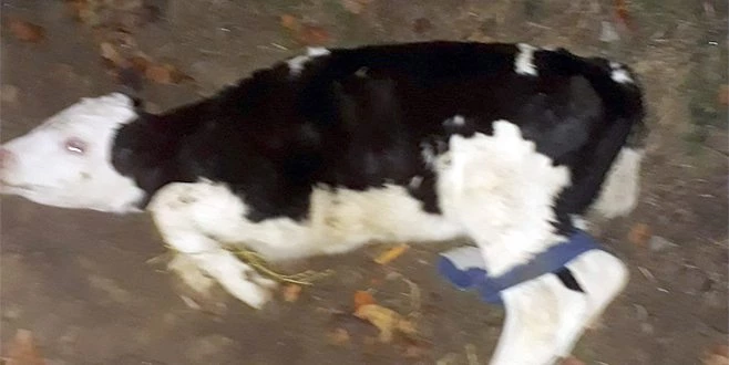 BUZAĞI HIRSIZLARI BEKÇİLERE YAKALANDI