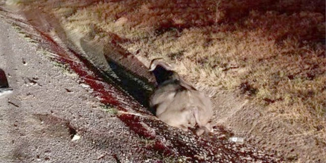 YOLA ÇIKAN MANDALARA MİNİBÜS ÇARPTI