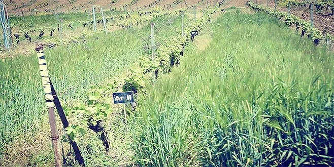 BAĞDA SIRA ARASI BİTKİ UYGULAMASI SÜRÜYOR