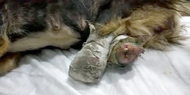 CANİLER BU KEZ DE EDİRNE?DE ORTAYA ÇIKTI