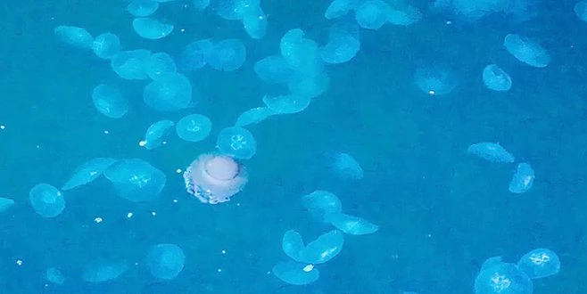 MARMARA?DA DENİZANASI İSTİLASI