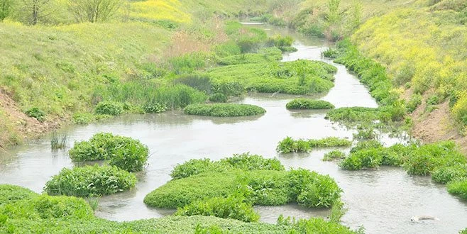TÜRKİYE GÜNDEMİNE OTURMUŞTU: O DEREYLE İLGİLİ FLAŞ BAŞVURU