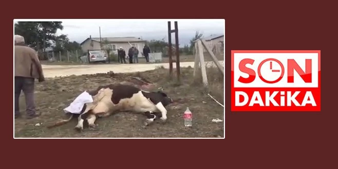 ELETRİK DİREĞİNDEKİ KAÇAK HAYVANLARI TELEF ETTİ