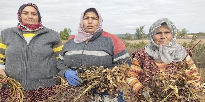  120 YILDIR EKİLEN FISTIĞIN HASADINA BAŞLANDI