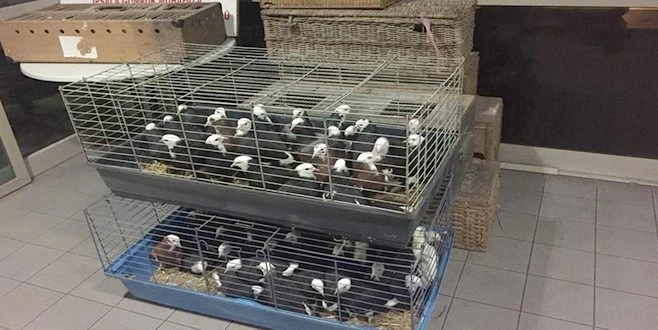 İKİ YÜZ OTUZ BEŞ GÜVERCİN ELE GEÇİRİLDİ