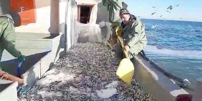  BALIKÇILAR, YAKLAŞIK ÜÇ BİN KASA HAMSİ YAKALADI