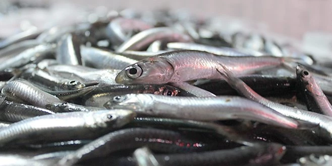 TÜRKİYE?NİN HAMSİLERİ KIRKLARELİ?DEN