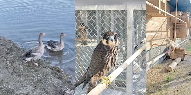 2020`DE ONLARCA YABANİ HAYVAN TEKRAR DOĞAYA KAZANDIRILDI