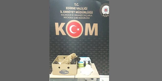 EDİRNE?DE CİNS KÖPEK VE PAPAĞAN ELE GEÇİRİLDİ