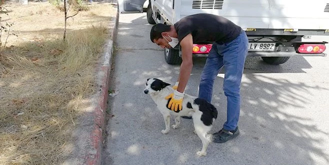 BU DA HAYVANLARIN 112?Sİ OLACAK