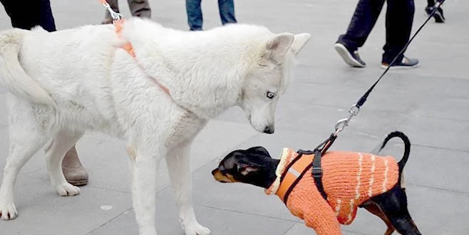 HAYVANLAR MİKROÇİPLE KİMLİĞE KAVUŞUYOR