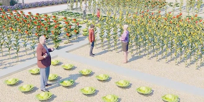 HOBİ BAHÇELERİ İÇİN SON GÜN 31 EKİM