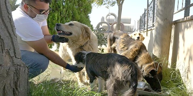 HURDA ARMATÜRLER, SOKAK HAYVANLARI İÇİN HAYATI AYDINLATIYOR