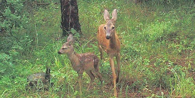 TEKİRDAĞ`DA YABAN HAYATINA 4 BUÇUK TON YEM BIRAKILDI