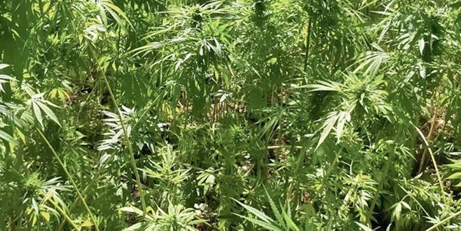 SARAY`DA 135 KÖK HİNT KENEVİRİ ELE GEÇİRİLDİ