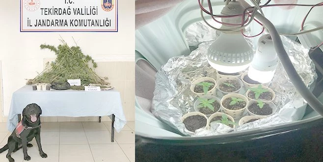 HİNT KENEVİRİ OPERASYONU