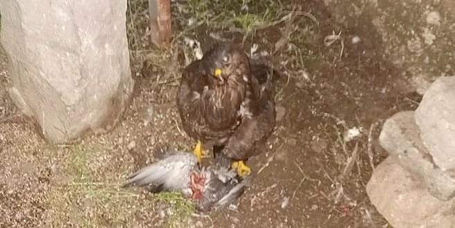  EĞİTİLEBİLEN KAYA KARTALI YARALI HALDE BULUNDU