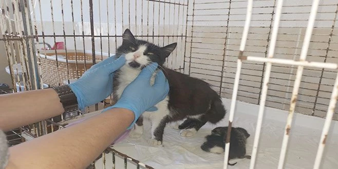 YAVRUSU DOĞUM KANALINDA KALAN KEDİYE SEZARYEN YAPILDI