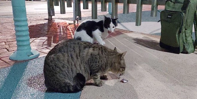 ONLAR BALIKÇILARI, BALIKÇILARDA OLTAYI BEKLİYOR