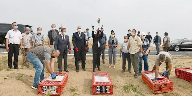 TEKİRDAĞ?DA ORMANLARA 400 KEKLİK SALINDI