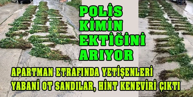 KAPAKLI`DA 4 BİN 100 KÖK HİNT KENEVİRİ ELE GEÇİRİLDİ 