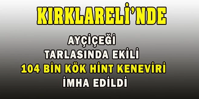 AYÇİÇEĞİ TARLASINA ZEHİR EKMİŞLER