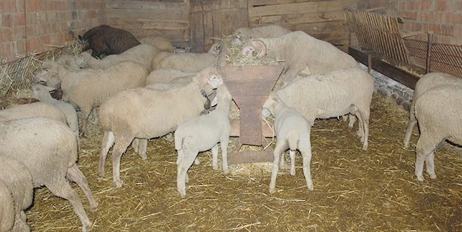 MERAYA ATILAN GÜBRE 8 KOYUNU TELEF ETTİ