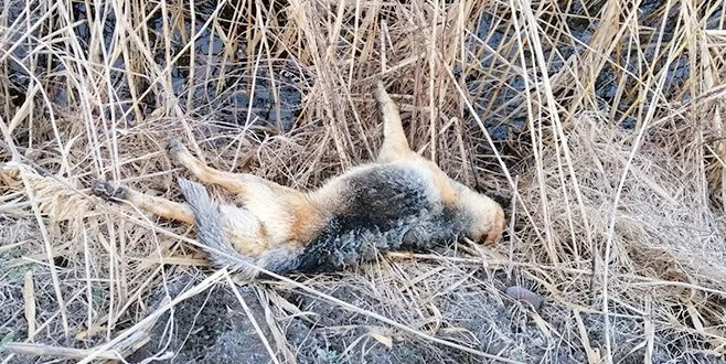 EDİRNE?DE ŞOK EDEN GÖRÜNTÜ
