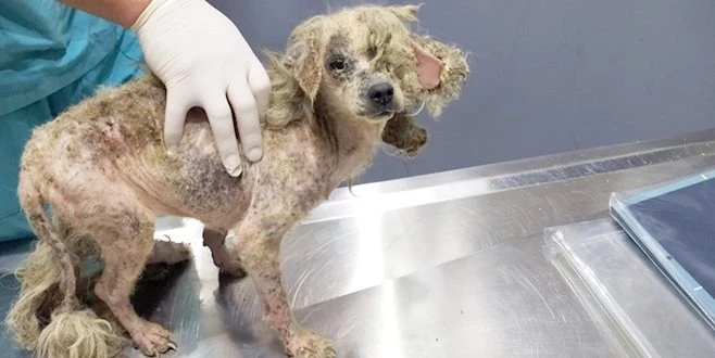 ÇÖPLÜKTE BU HALDE BULUNDU, HAYAT MÜCADELESİ VERİYOR