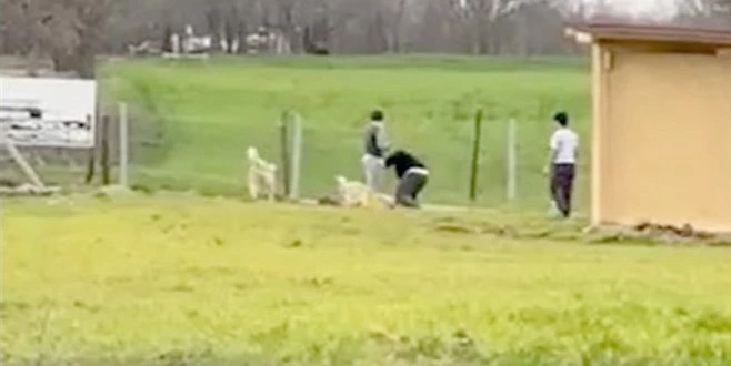 SOKAK KÖPEKLERİNİ ÖNCE DÖVÜŞTÜRDÜLER, SONRA SOPAYLA DÖVDÜLER