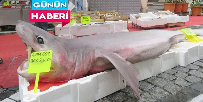 3,5 METRE KÖPEKBALIĞI