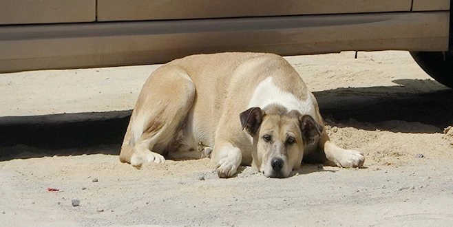 `DAİRE 16` İSYAN ETTİ