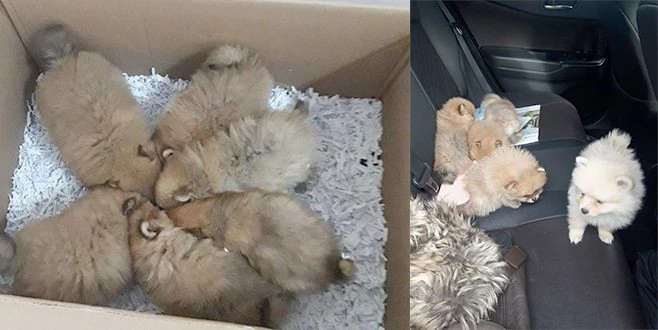 EVCİL HAYVAN KAÇAKÇILARININ YÖNTEMİ ?PES? DEDİRTTİ