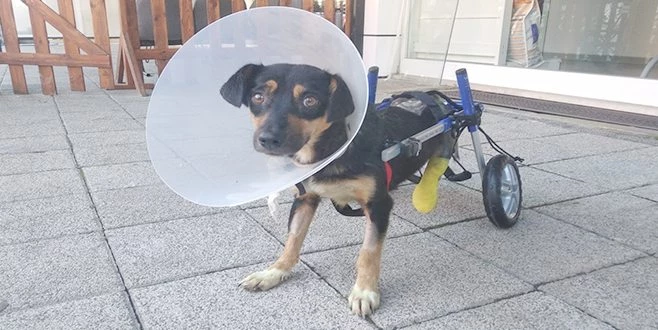 CANİCE BACAKLARI KESİLEN KÖPEĞE YÜRÜTEÇ TAKILDI