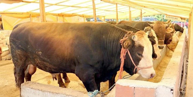 KURBANLIK SATIŞ ALANI İÇİN TALEPLER 9 TEMMUZ?DA ALINACAK