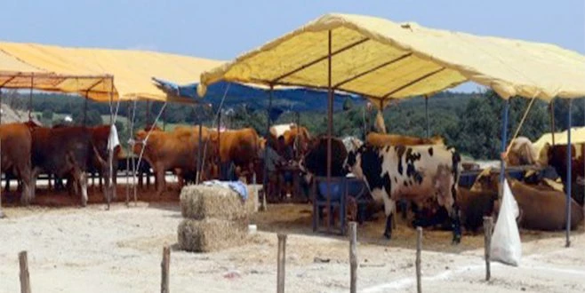 ÇERKEZKÖY`DE KURBANLIK PAZARI AÇILDI