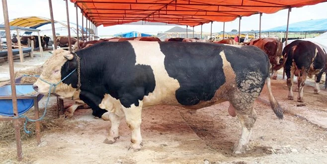 KURBANLIK SATIŞLARI BAŞLADI 