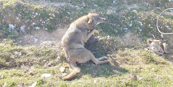 YARALI KURT TEDAVİ ALTINA ALINDI